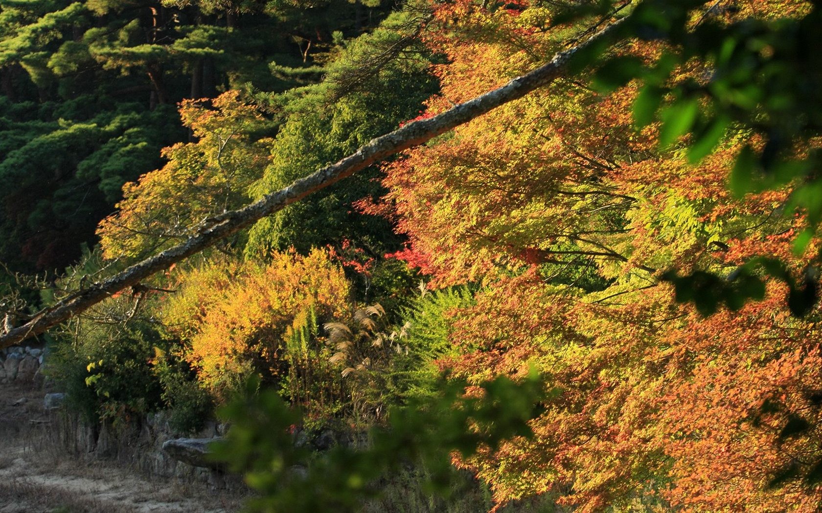 Japan Tour: Montañas Rokko hojas #36 - 1680x1050