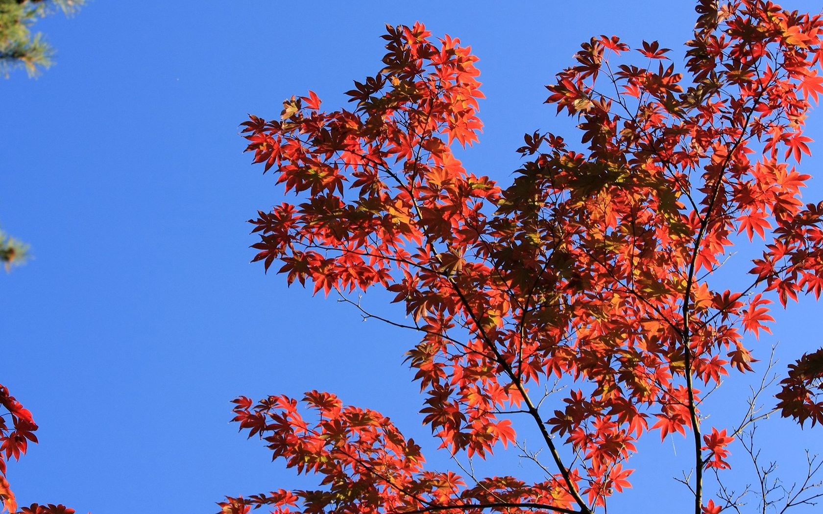 Japan Tour: Rokko Mountain leaves #37 - 1680x1050