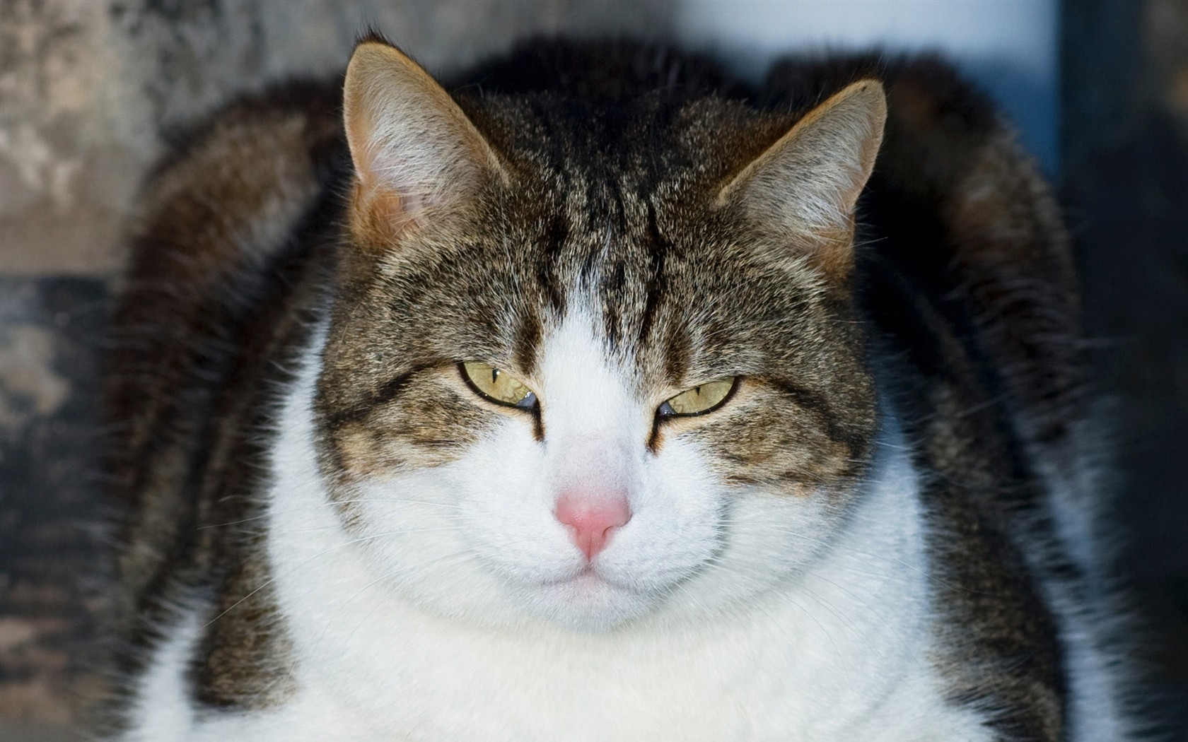 cat foto HD Tapety na plochu #5 - 1680x1050