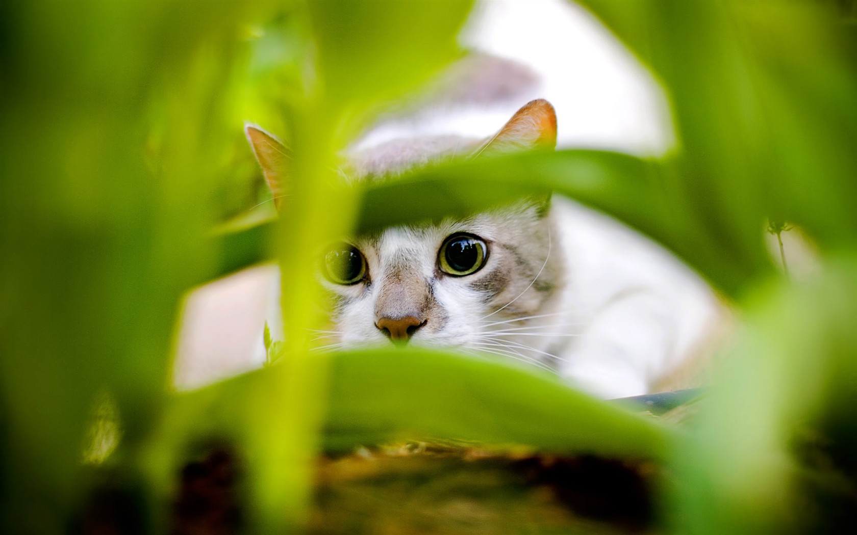 猫咪写真高清壁纸14 - 1680x1050