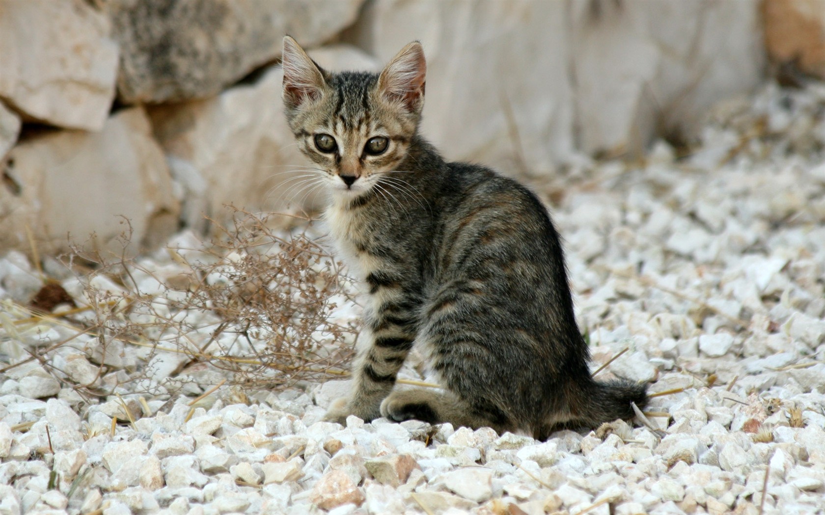 cat foto HD Tapety na plochu #16 - 1680x1050