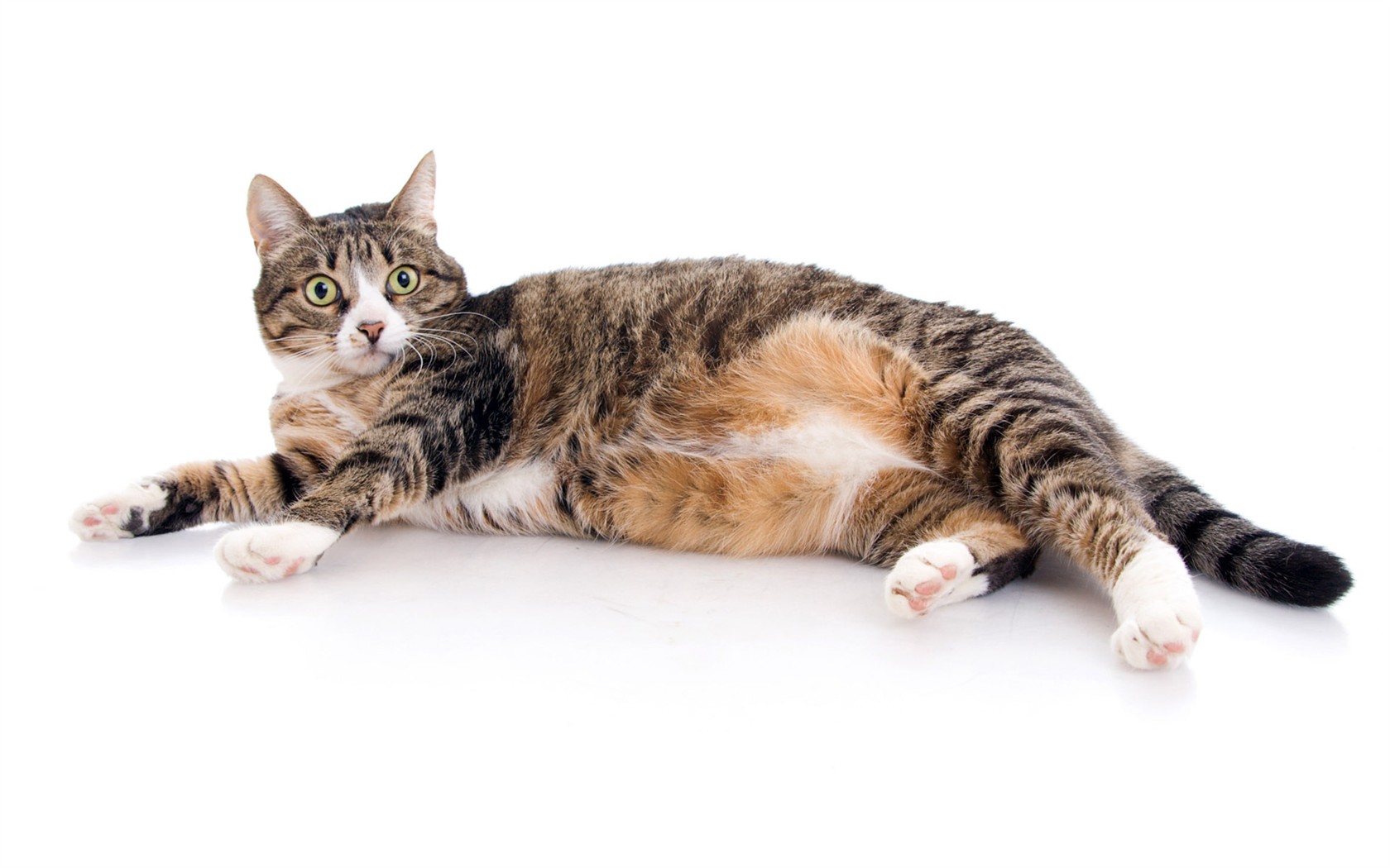 cat foto HD Tapety na plochu #23 - 1680x1050