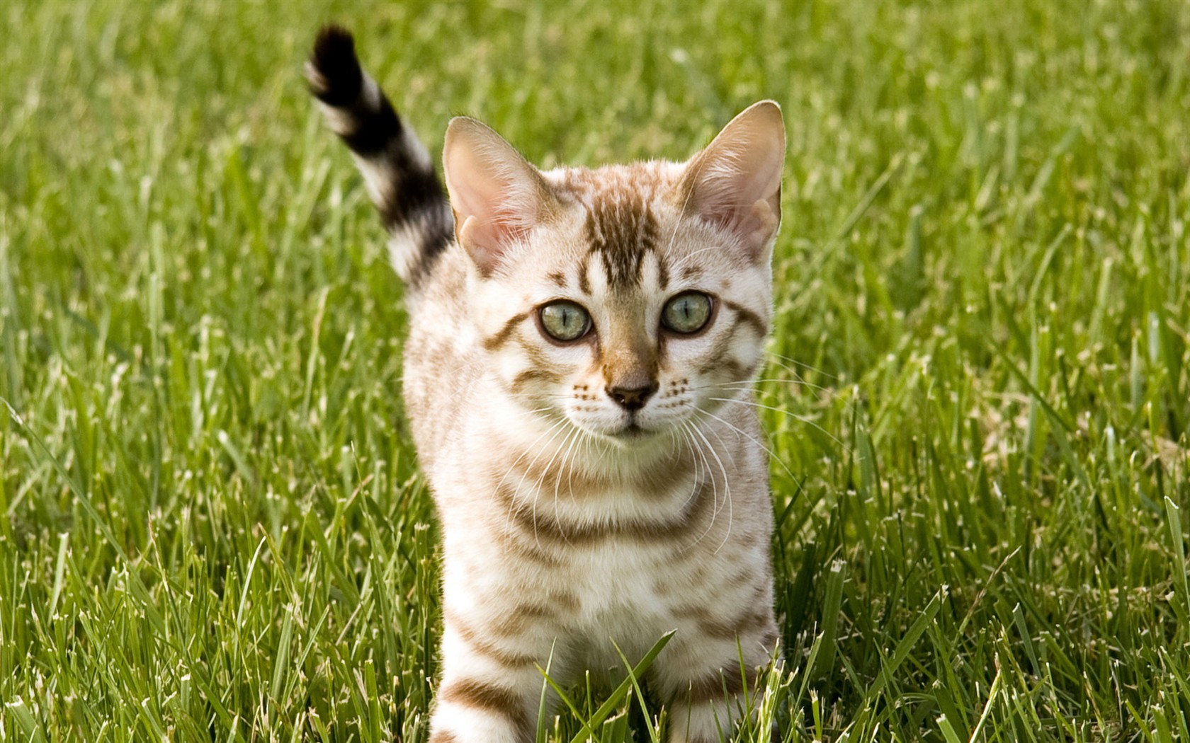 cat foto HD Tapety na plochu #26 - 1680x1050