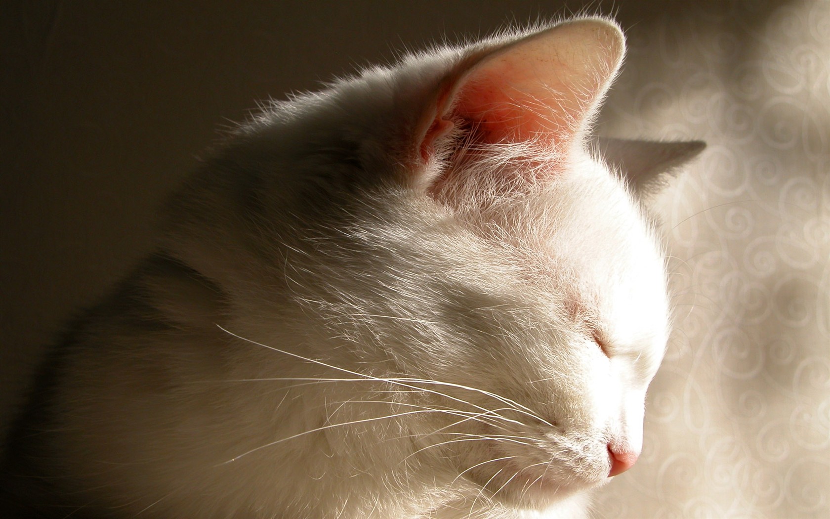 cat foto HD Tapety na plochu #28 - 1680x1050
