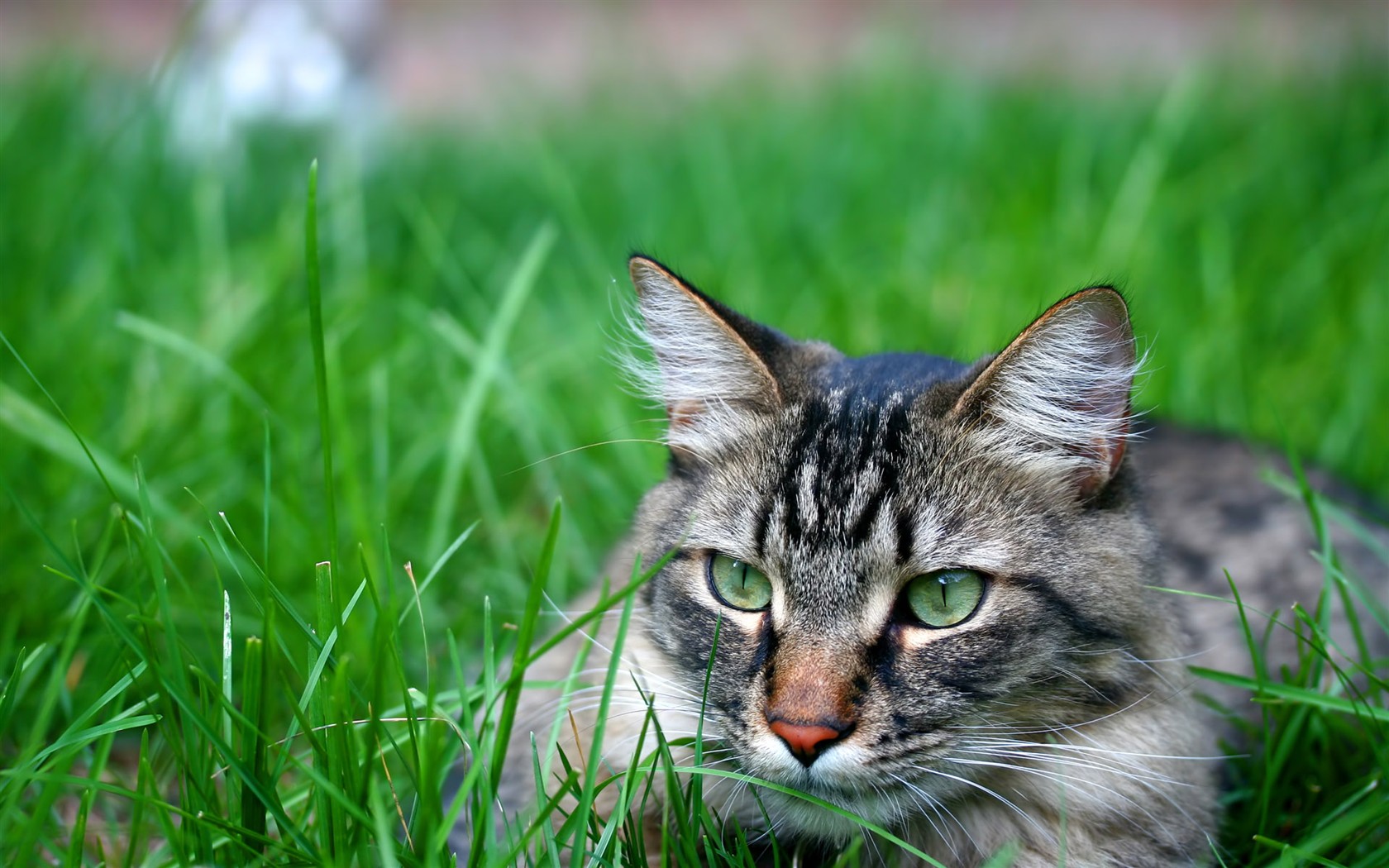 cat foto HD Tapety na plochu #29 - 1680x1050