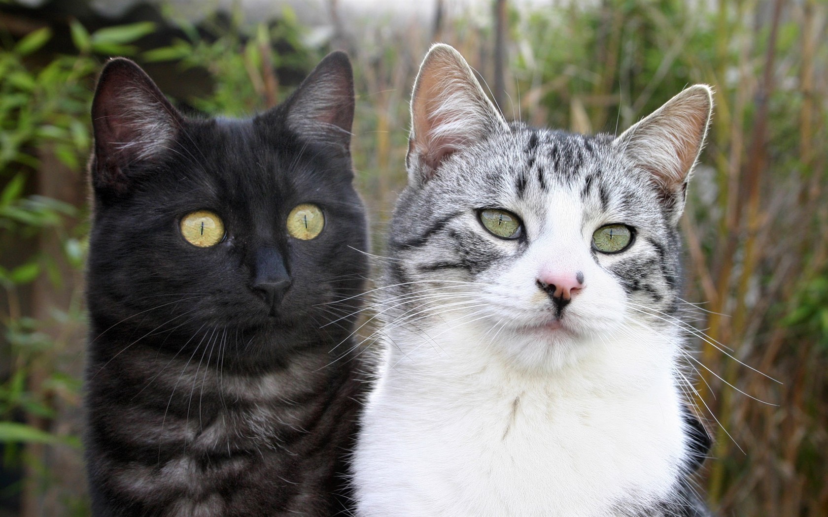 cat foto HD Tapety na plochu #30 - 1680x1050