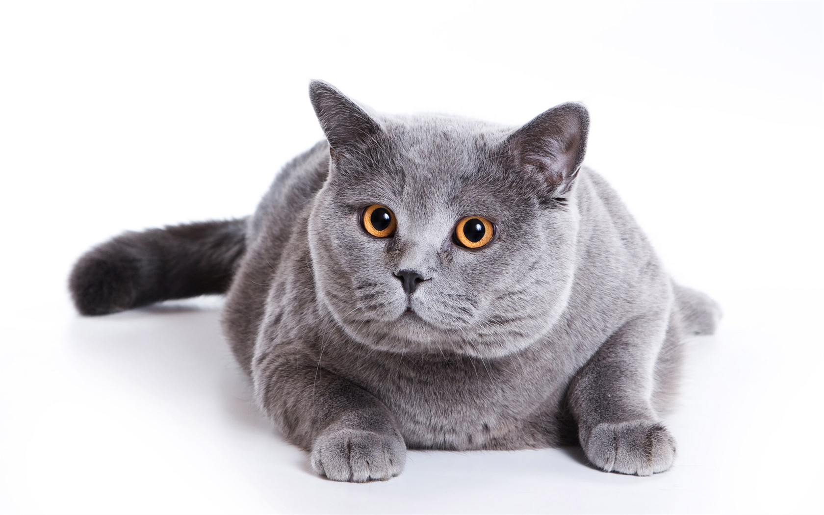 猫咪写真高清壁纸39 - 1680x1050