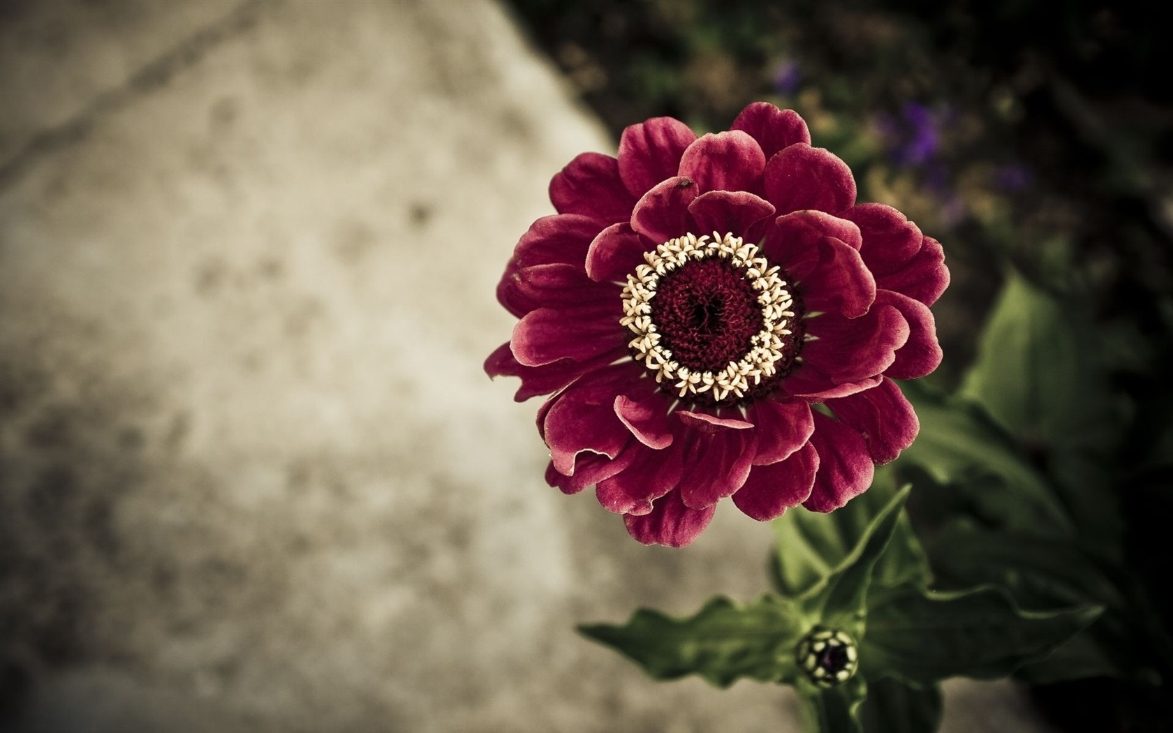 HD wallpaper with colorful flowers #13 - 1680x1050