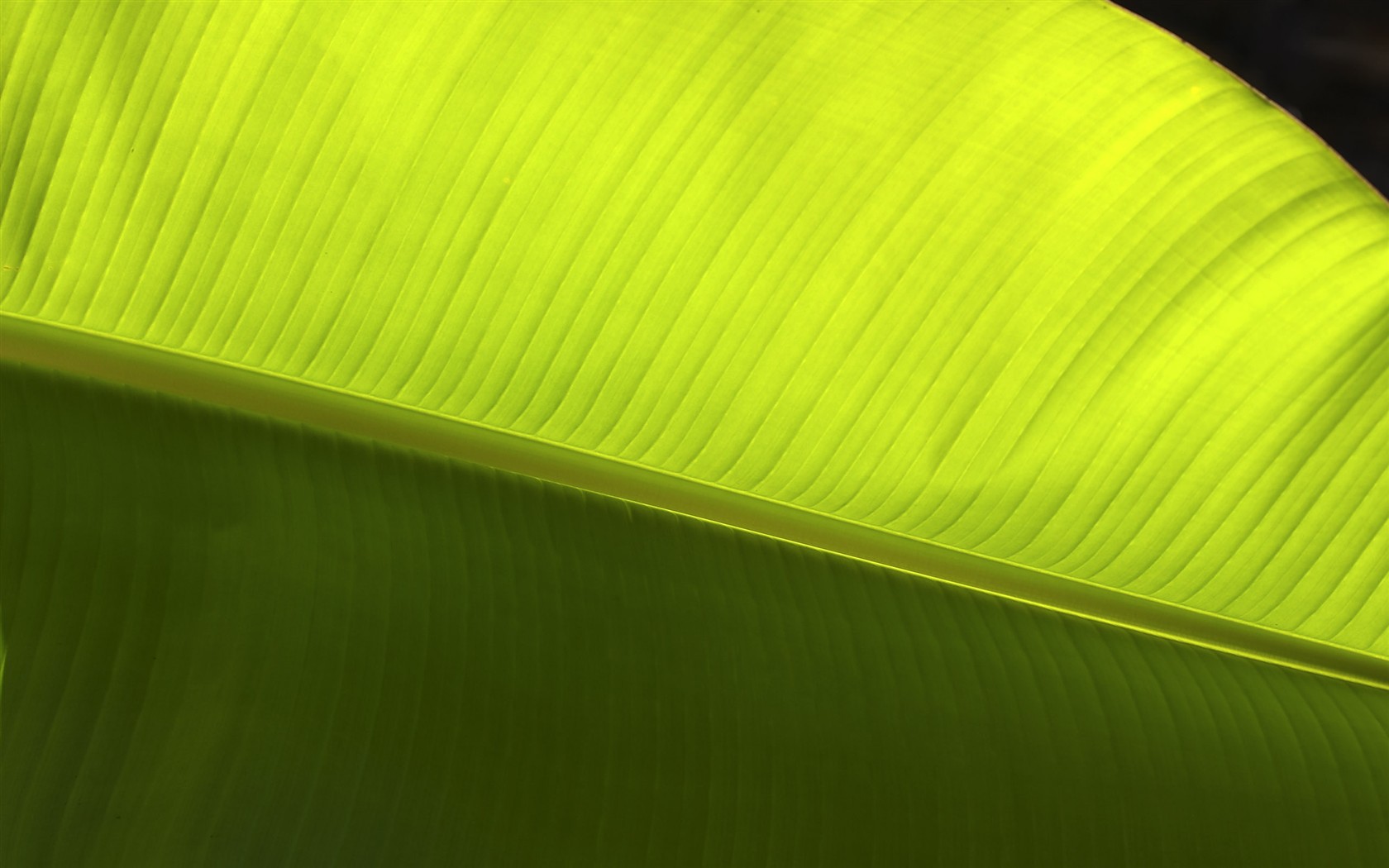 HD wallpaper květy velké žíly #4 - 1680x1050