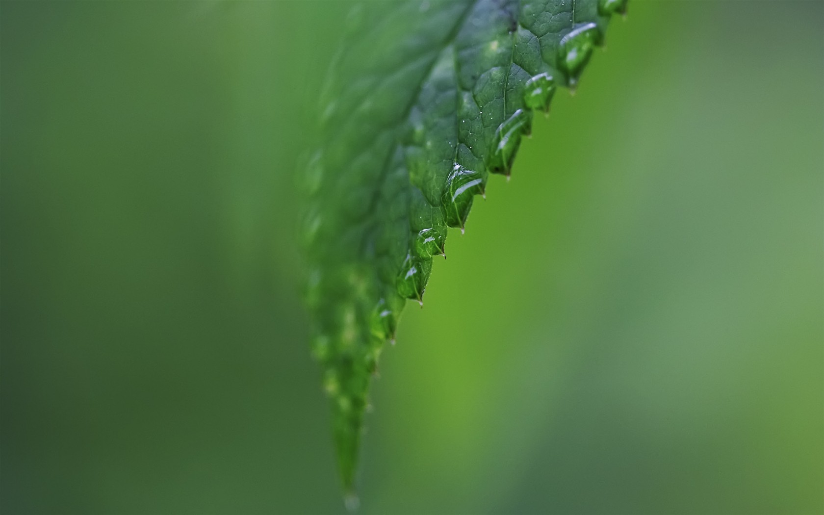 超大叶脉花草高清壁纸35 - 1680x1050