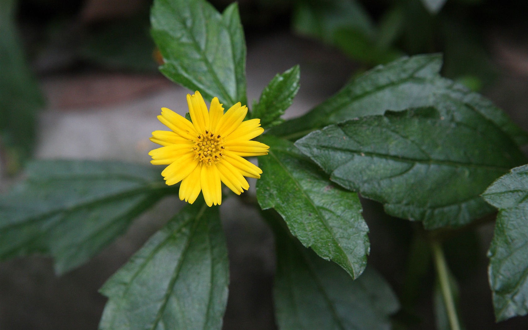 佳能 EOS 5D 样张壁纸 (评测样张)6 - 1680x1050