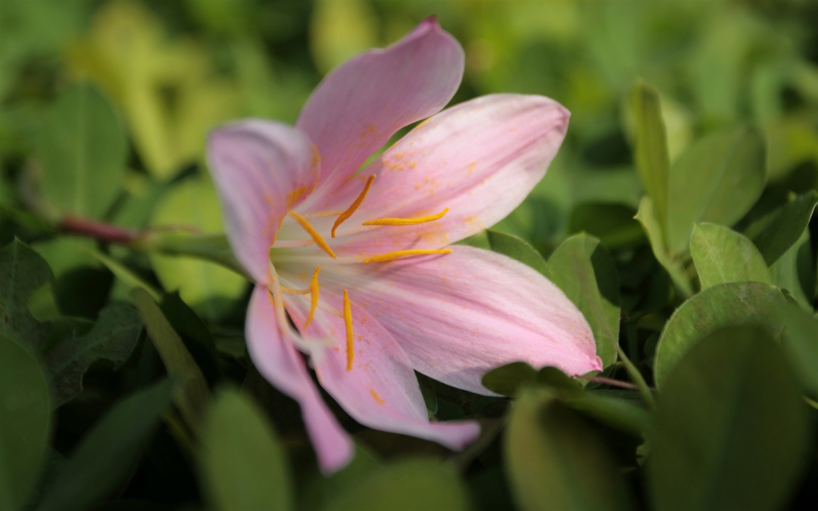 佳能 EOS 5D 样张壁纸 (评测样张)16 - 1680x1050