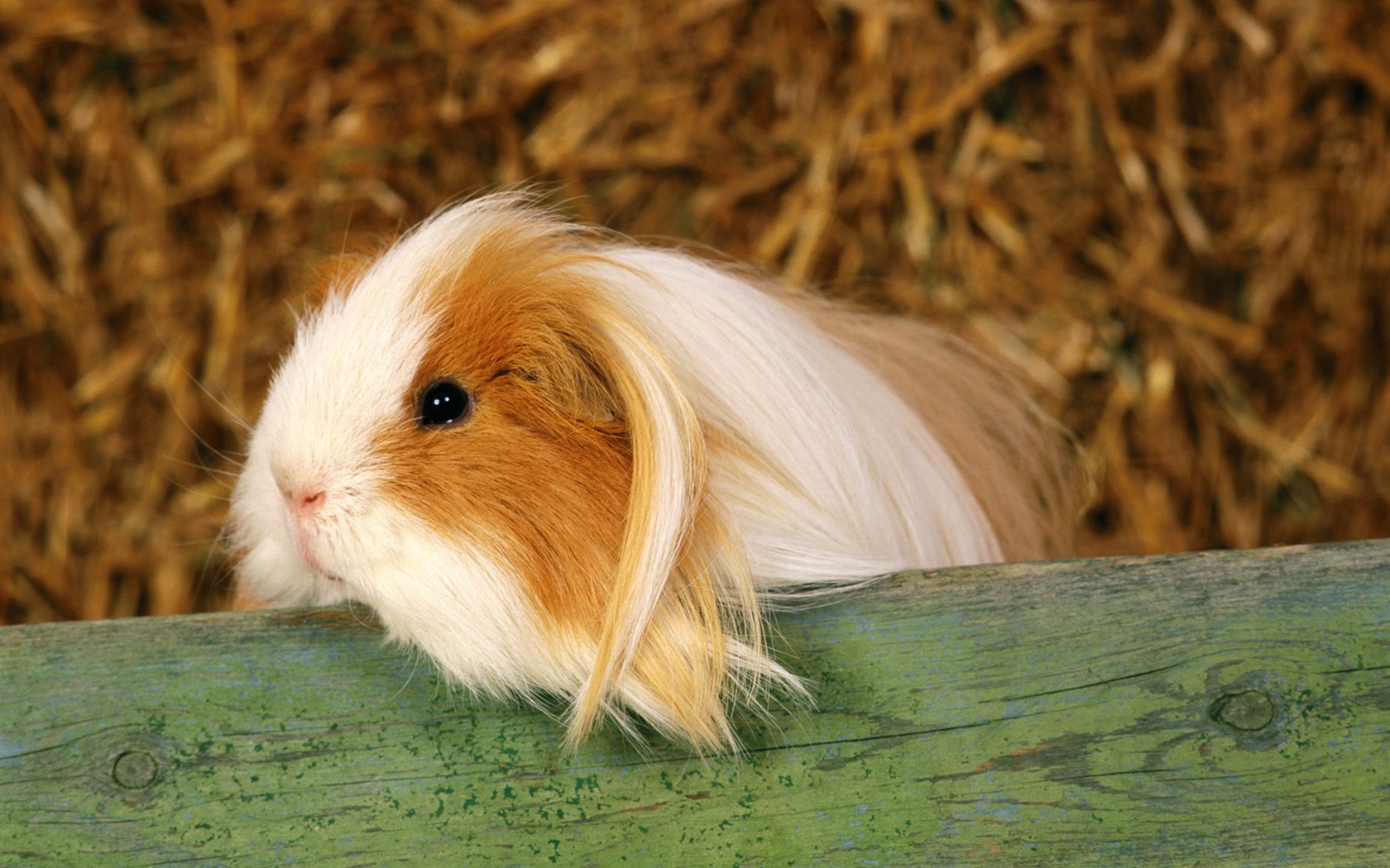 Little Pet Wallpaper Album #9 - 1680x1050