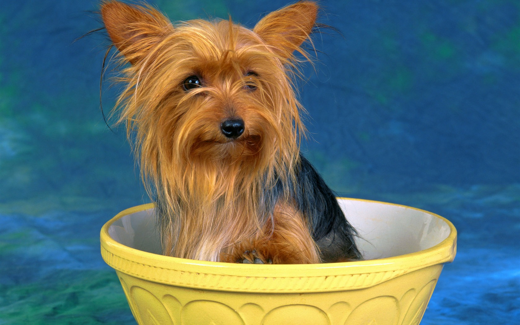 Little Pet Wallpaper Album #12 - 1680x1050