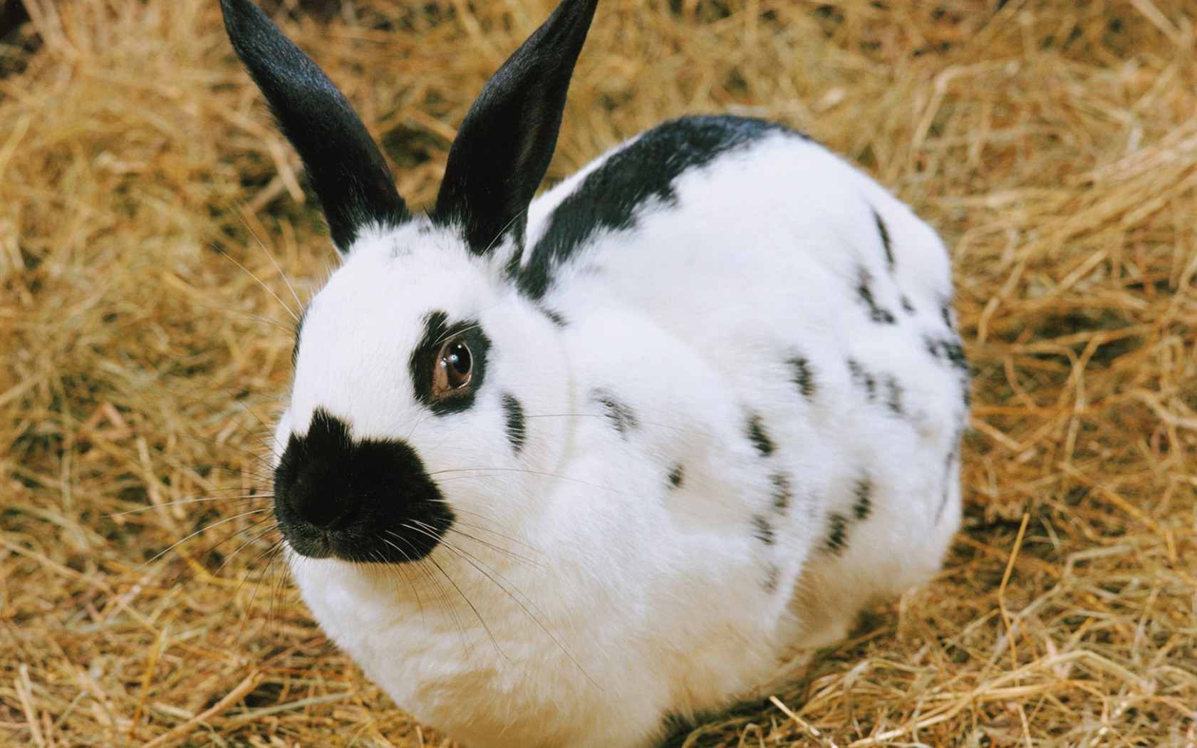 Little Pet Wallpaper Album #17 - 1680x1050