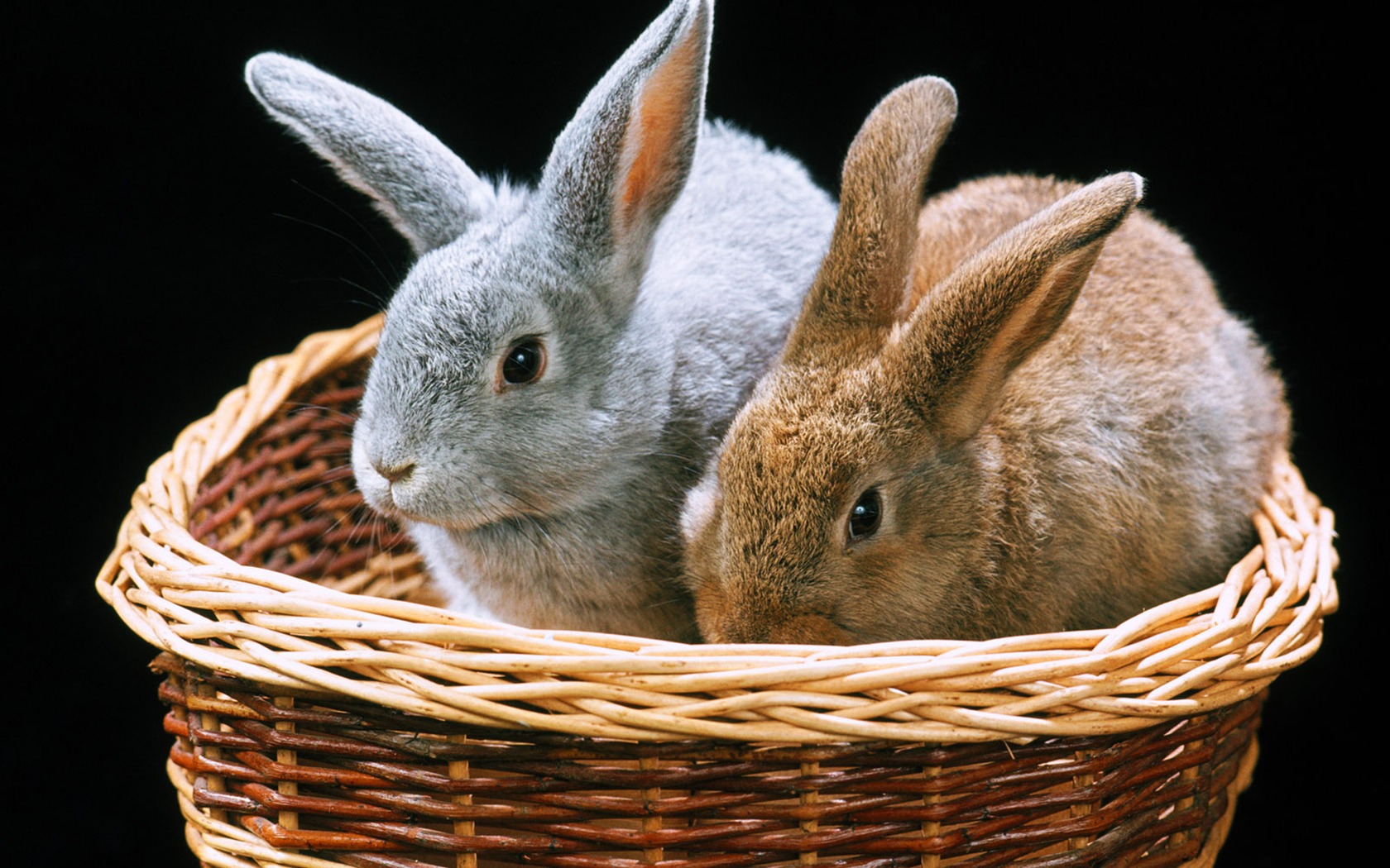 Little Pet Wallpaper Album #18 - 1680x1050