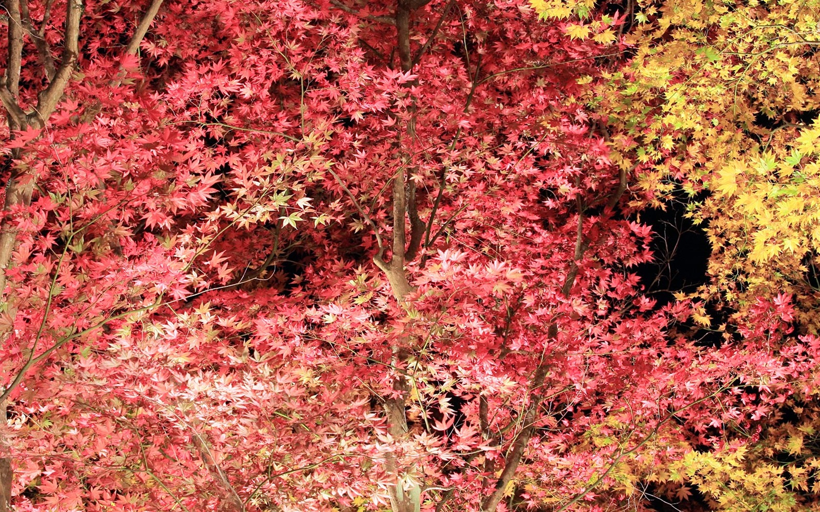 Beautiful Maple Leaf Wallpaper #5 - 1680x1050