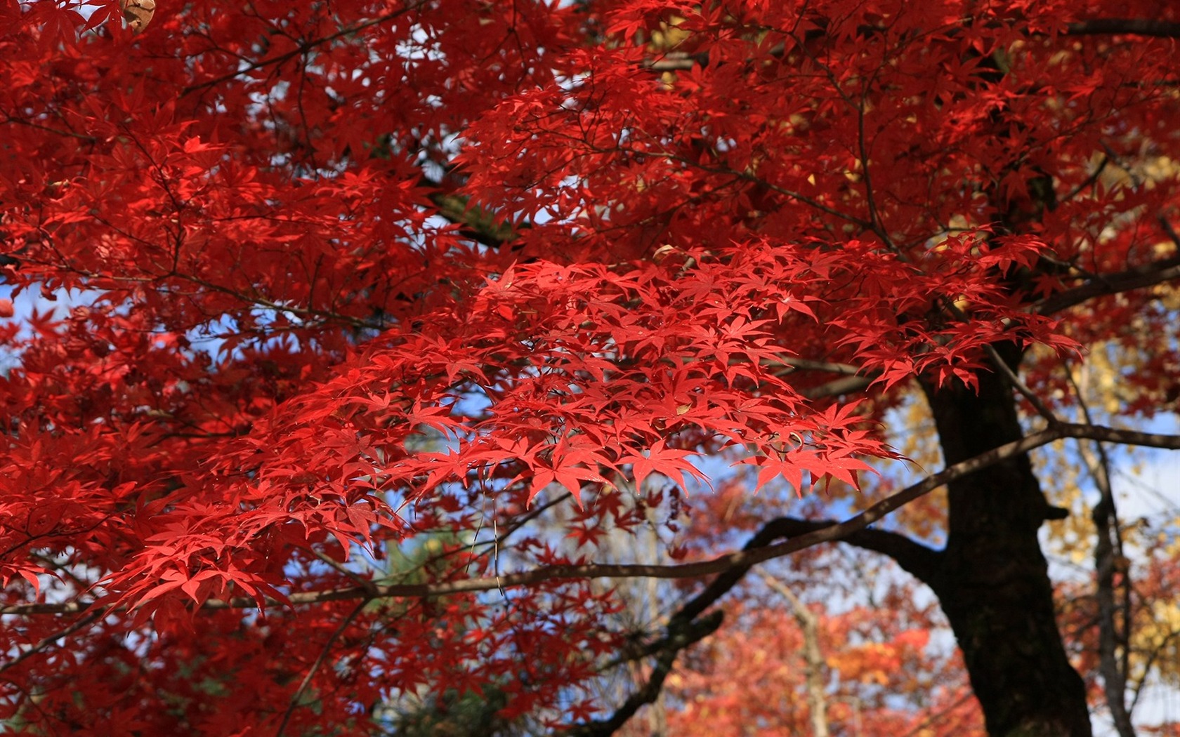 Krásné Maple Leaf Wallpaper #6 - 1680x1050