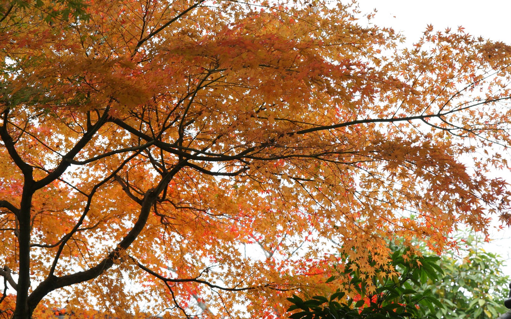 Krásné Maple Leaf Wallpaper #7 - 1680x1050