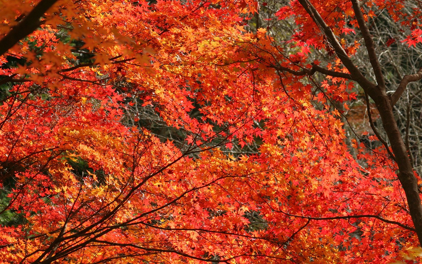 Krásné Maple Leaf Wallpaper #20 - 1680x1050