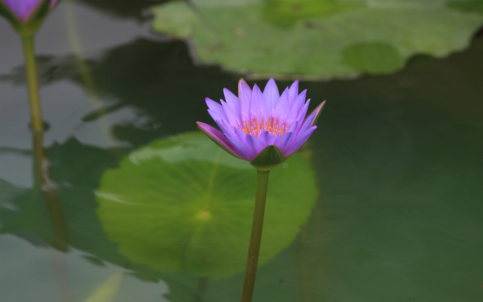 佳能 EOS 40D 样张壁纸 (评测样张)32 - 1680x1050