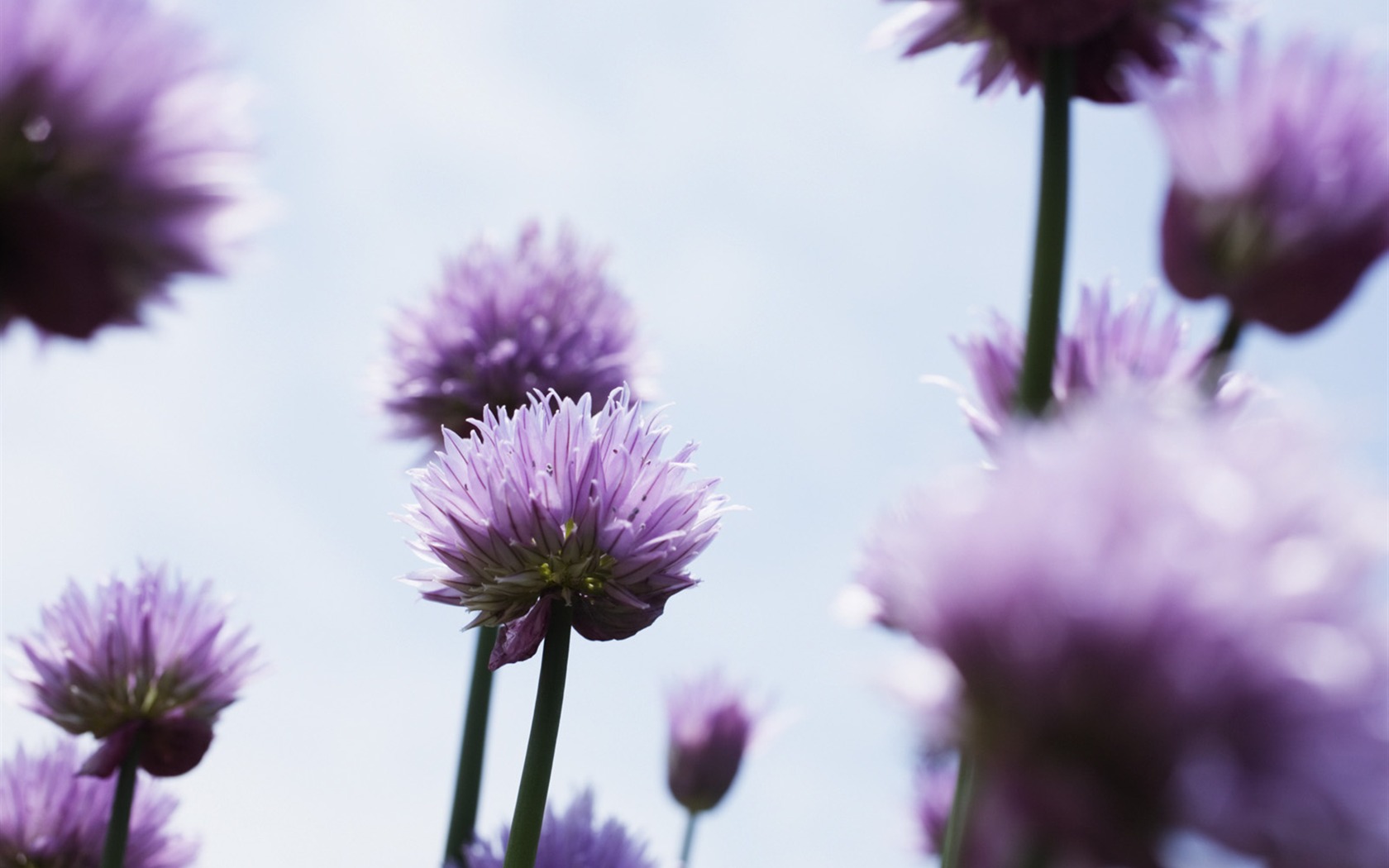 Under clear sky flowers #7 - 1680x1050