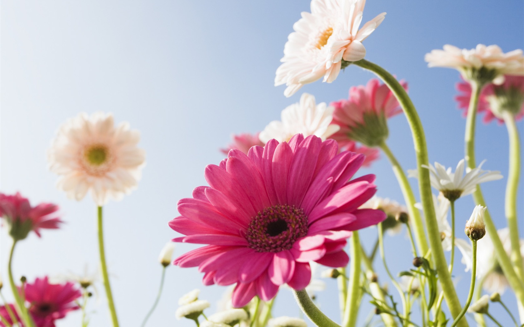 Under clear sky flowers #19 - 1680x1050