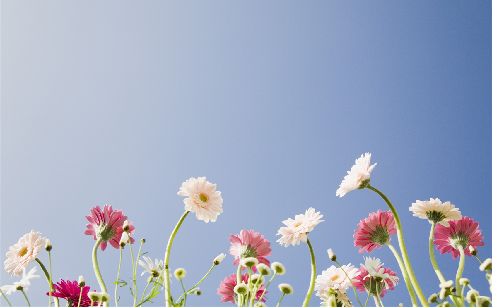 Under clear sky flowers #20 - 1680x1050