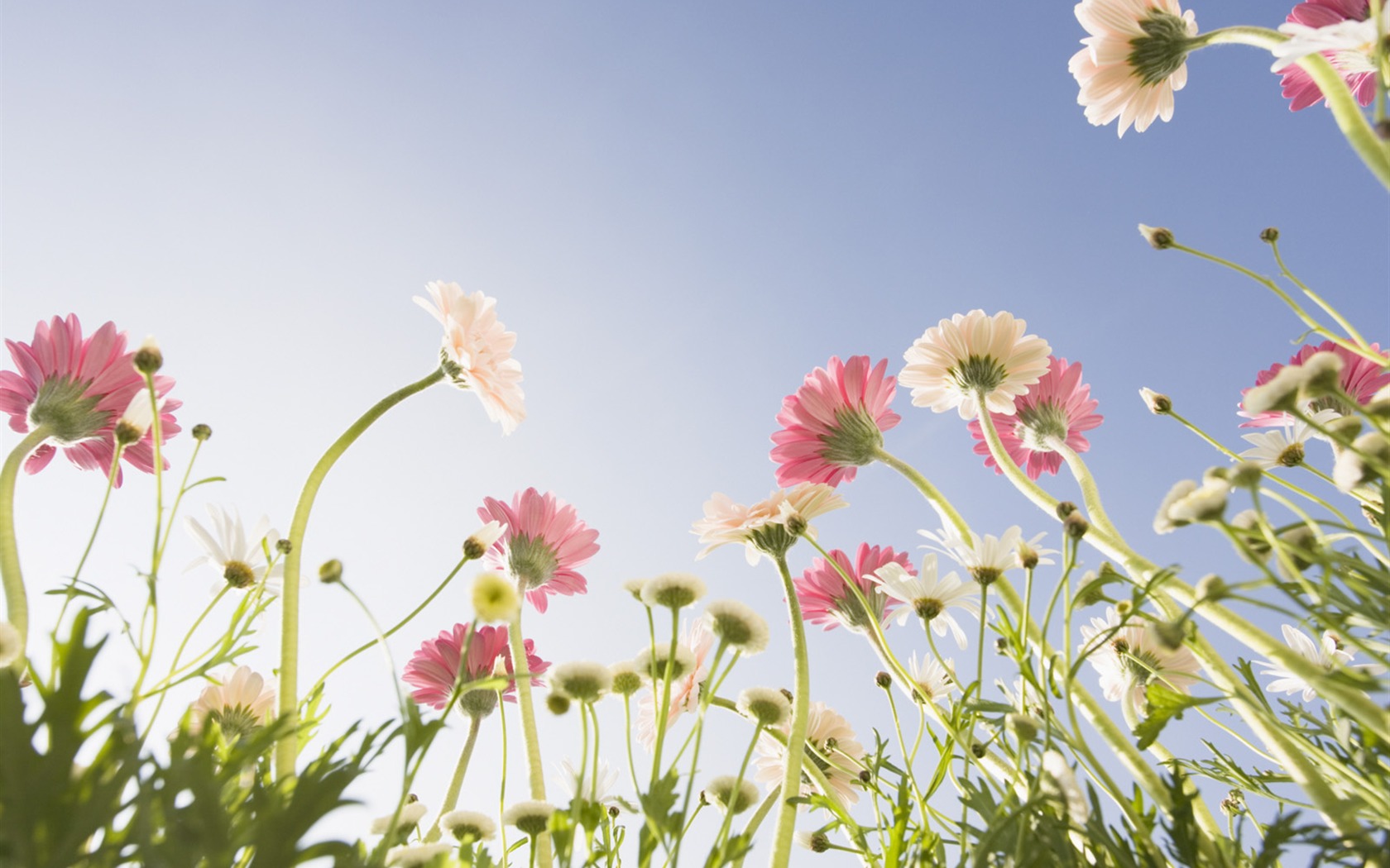 Under clear sky flowers #23 - 1680x1050