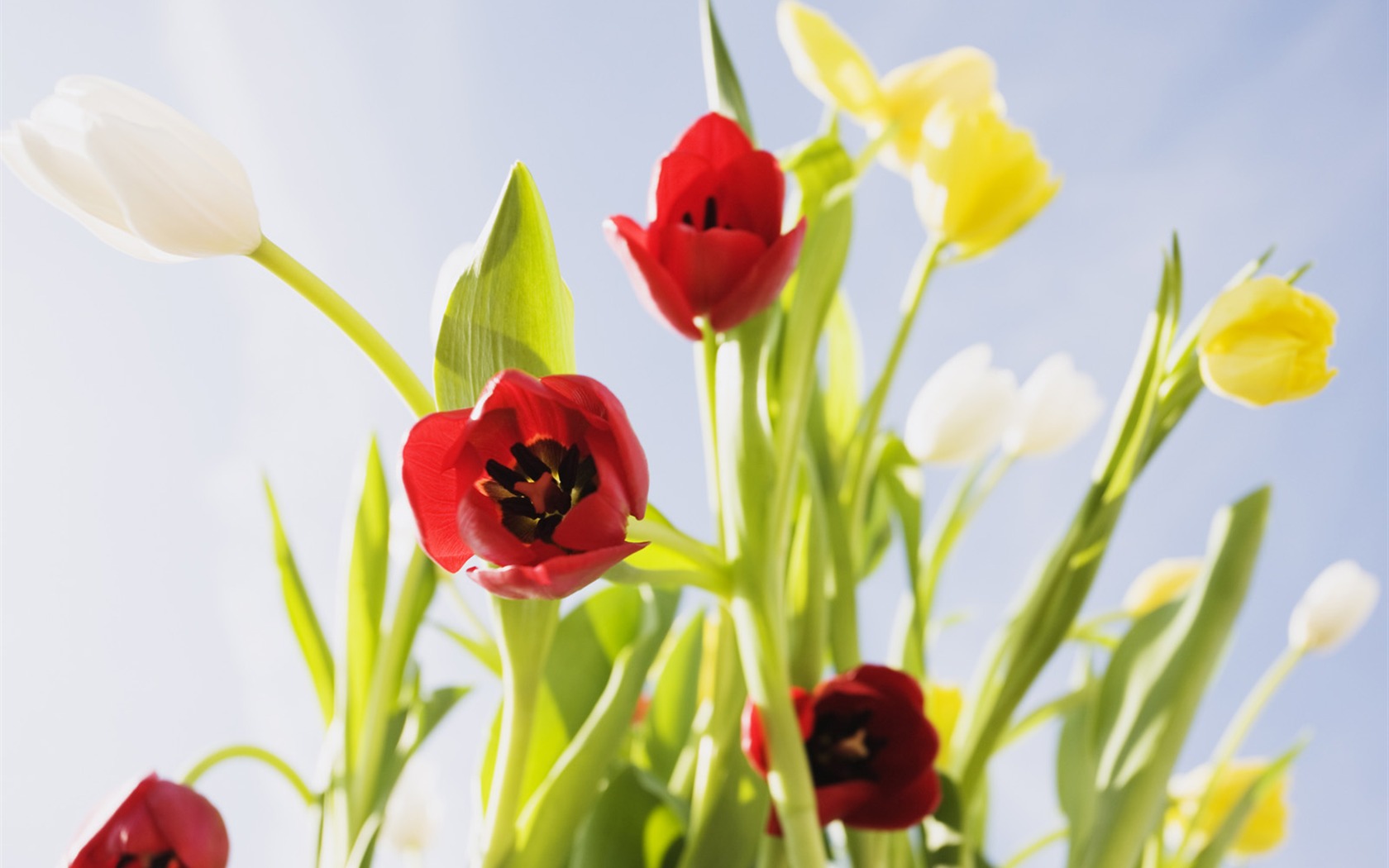 Under clear sky flowers #30 - 1680x1050