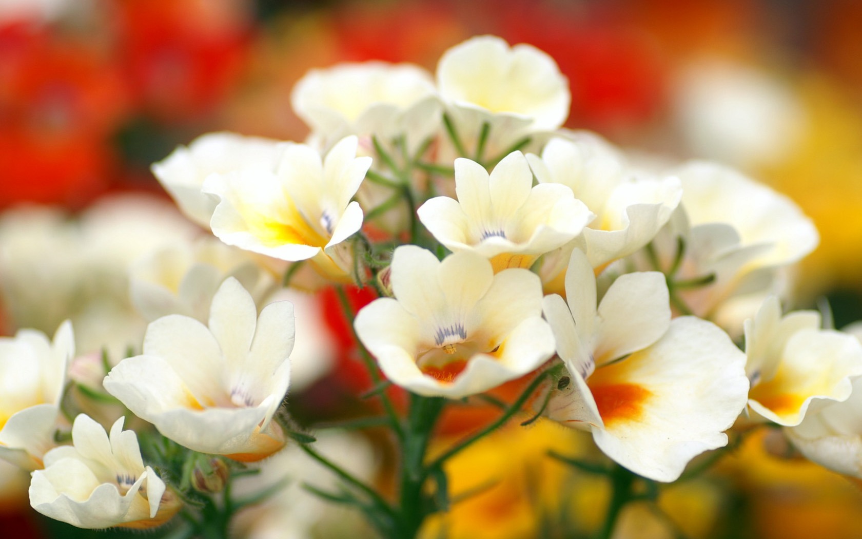 Personal Flowers Wallpaper #5 - 1680x1050
