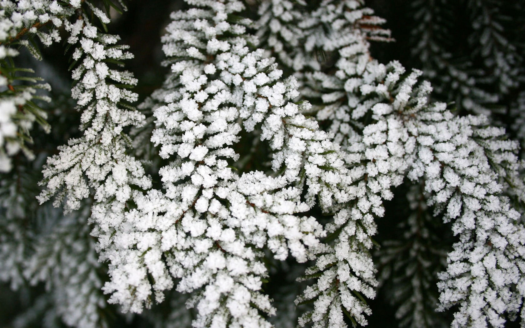 冰雪植物壁纸专辑9 - 1680x1050