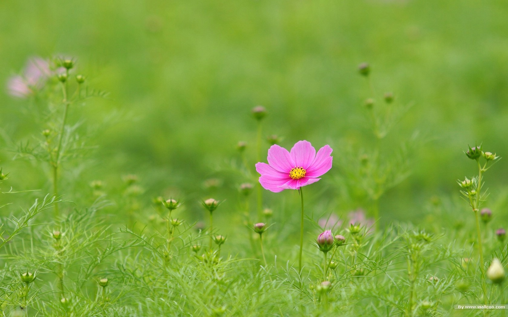 Autumn cosmos wallpaper #4 - 1680x1050