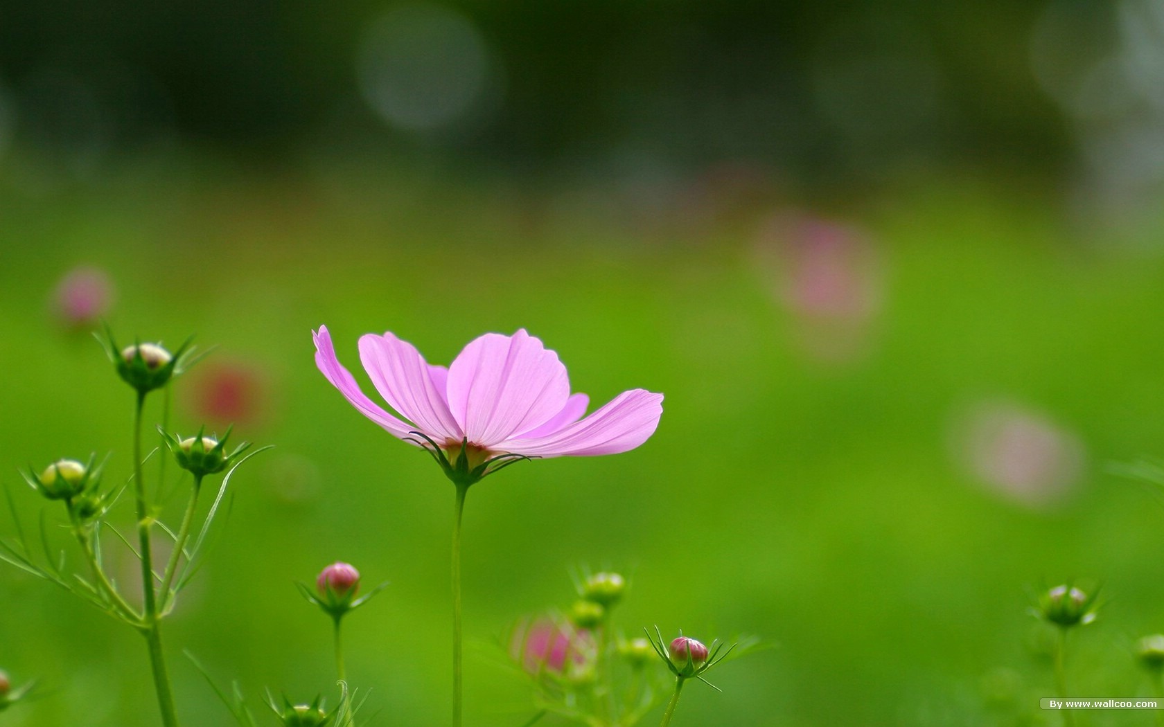 Autumn cosmos wallpaper #5 - 1680x1050