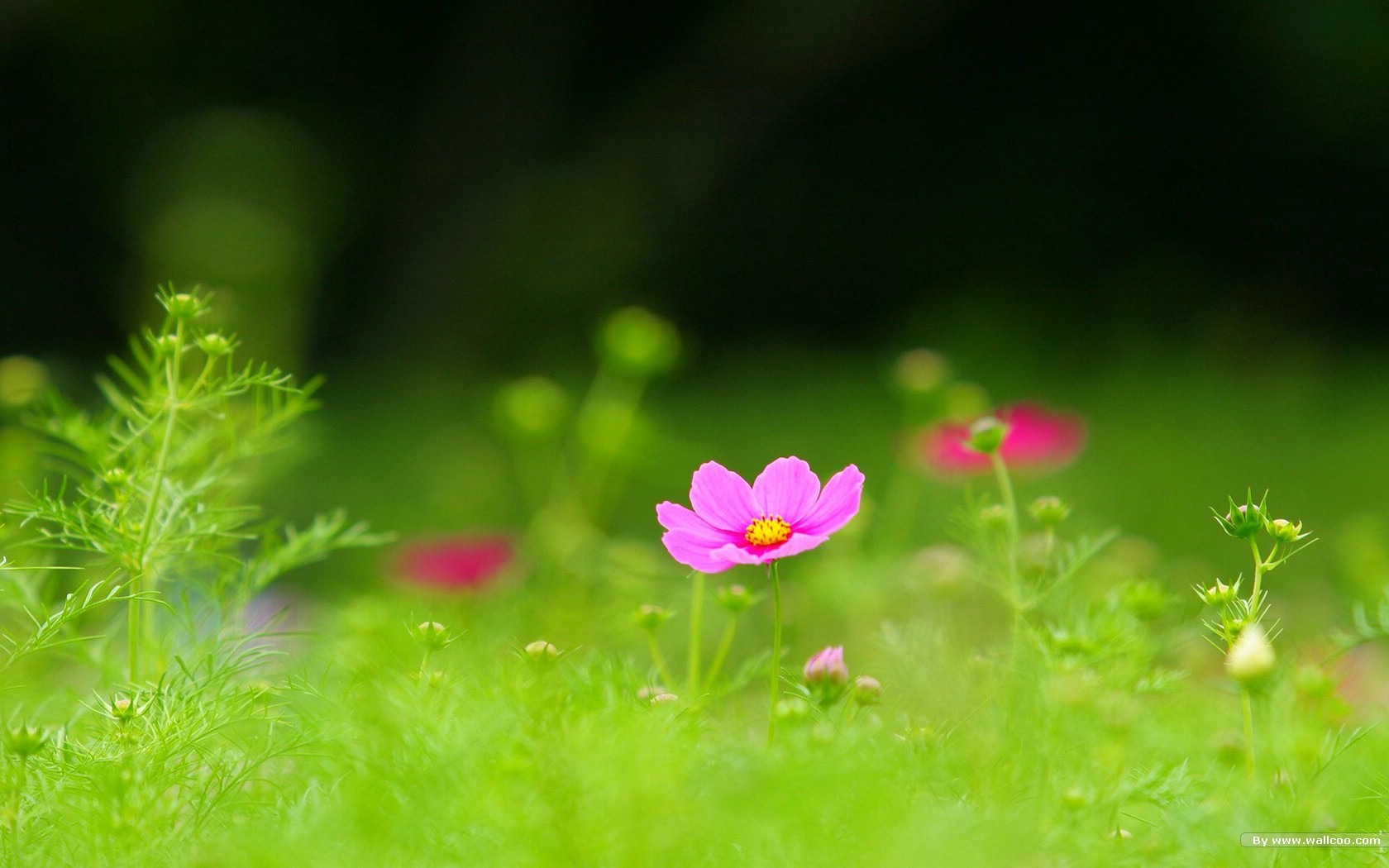 秋天的大波斯菊壁纸专辑9 - 1680x1050