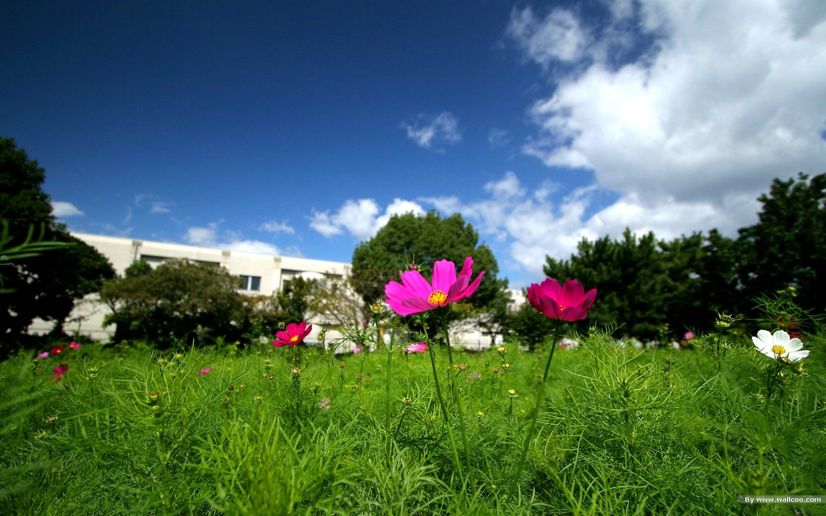 Autumn cosmos wallpaper #15 - 1680x1050