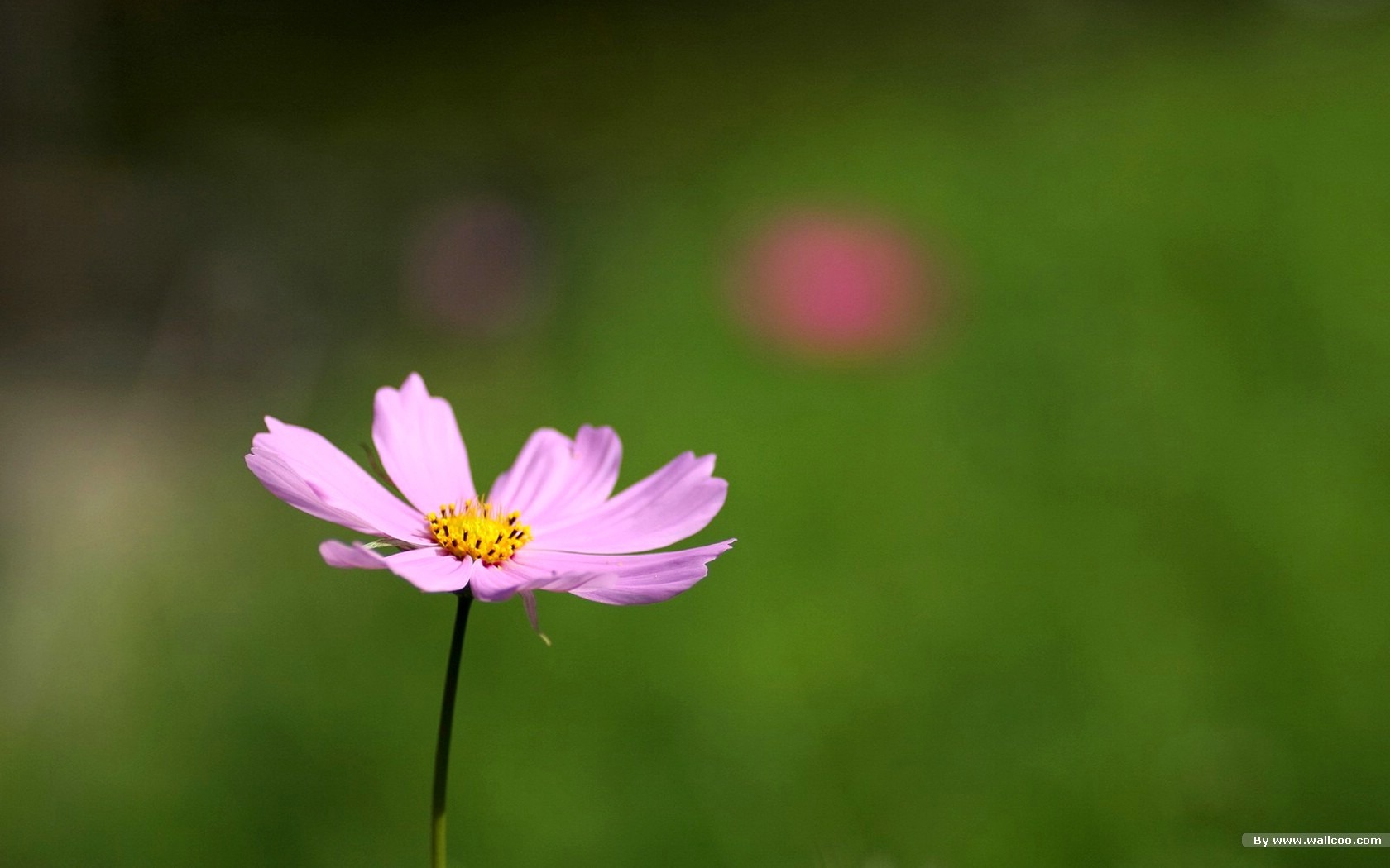 Autumn cosmos wallpaper #33 - 1680x1050