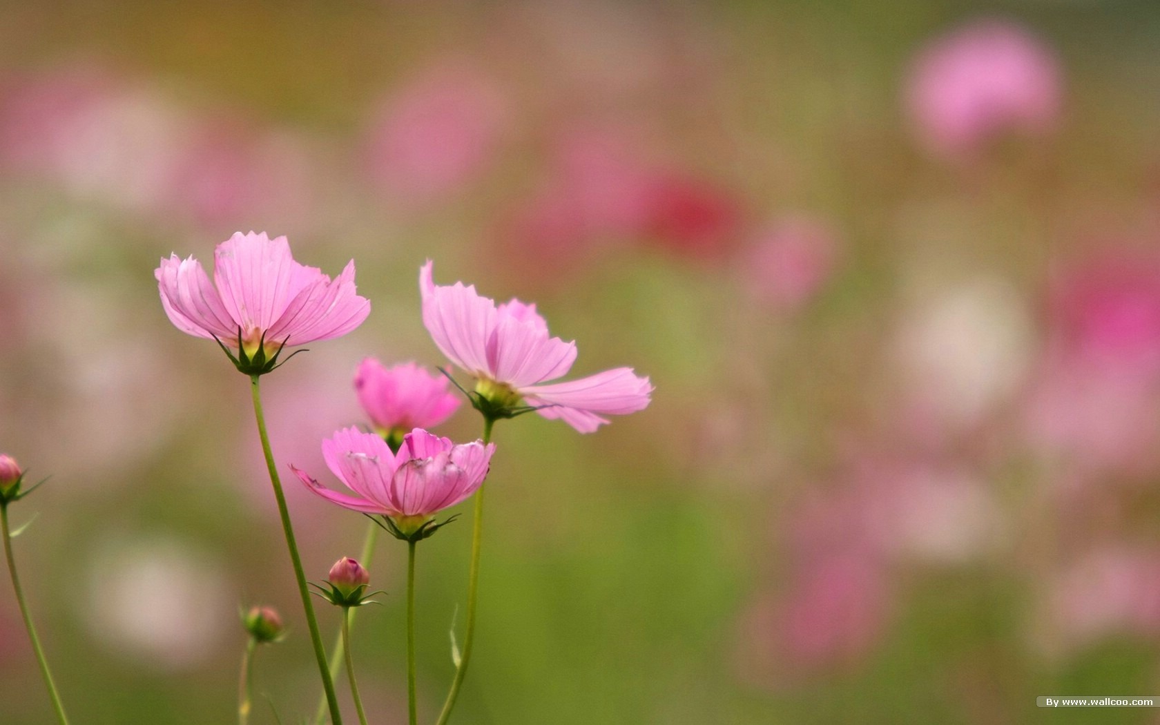 Otoño cosmos fondo de pantalla #37 - 1680x1050