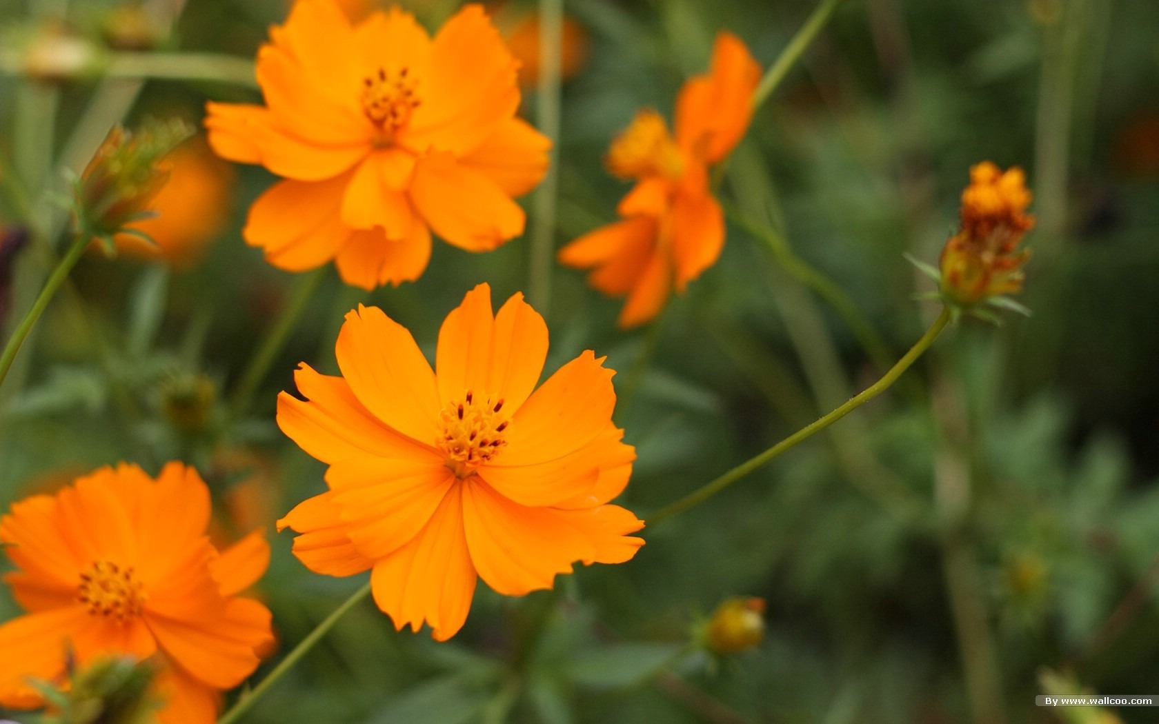 Otoño cosmos fondo de pantalla #40 - 1680x1050