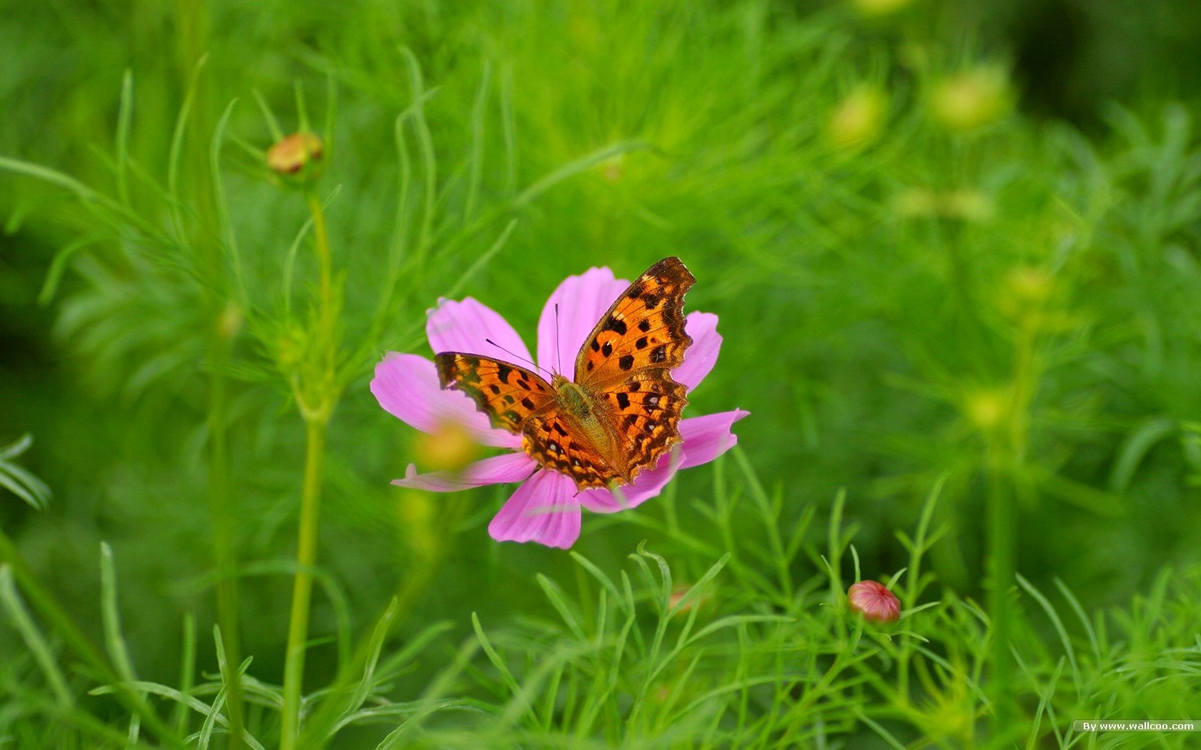 秋天的大波斯菊壁纸专辑44 - 1680x1050