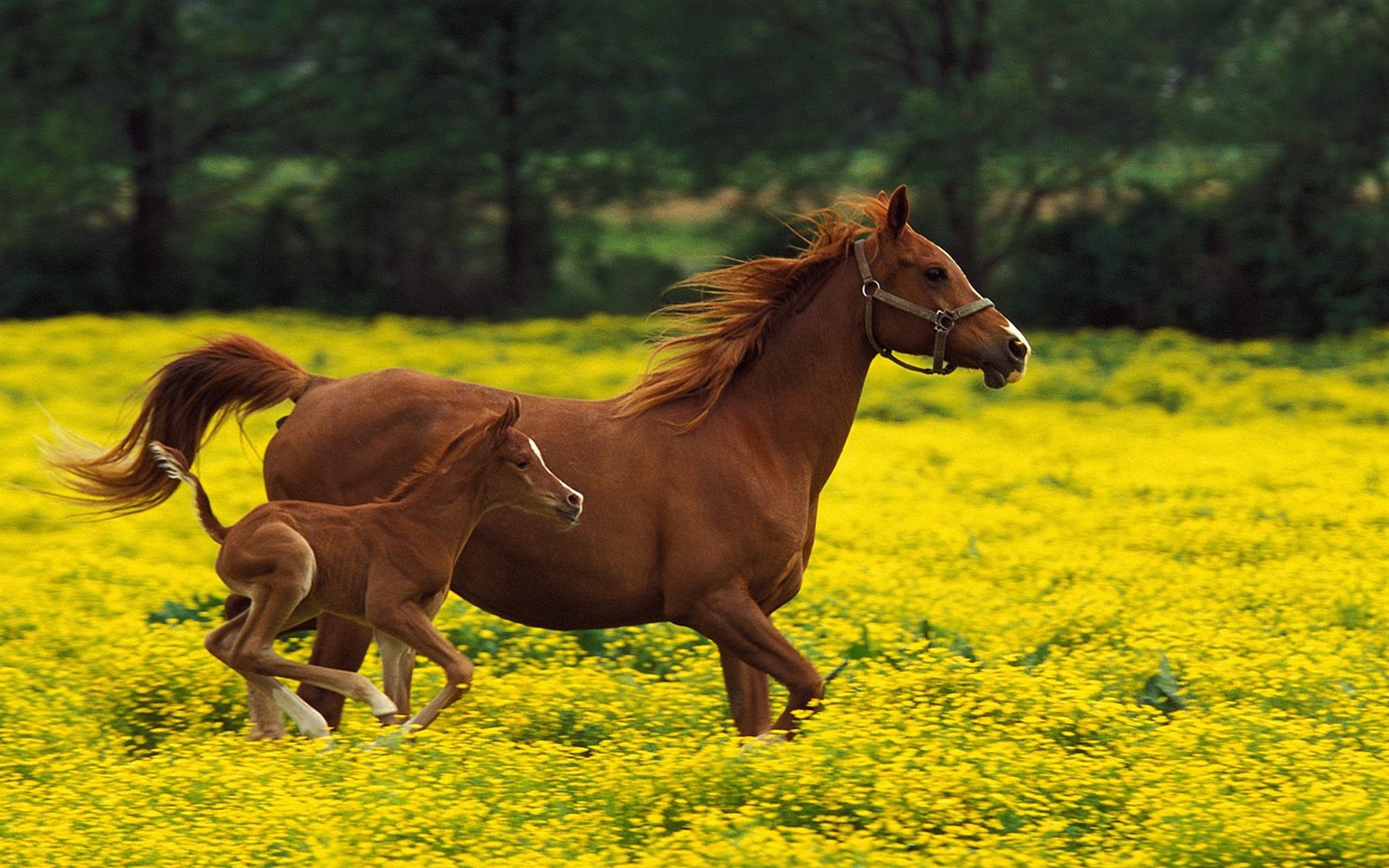 Album Fond d'écran Cheval #38 - 1680x1050