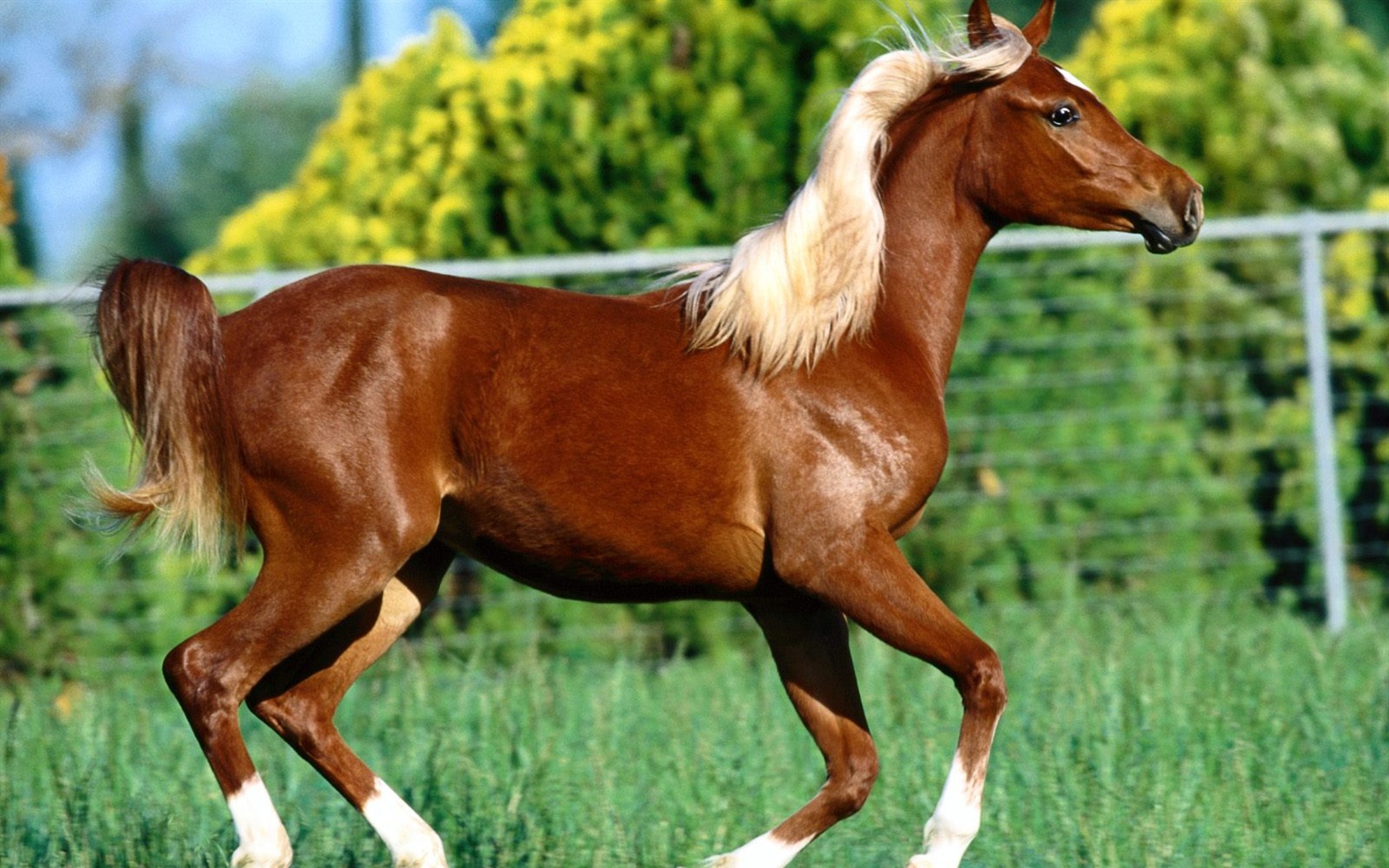 Horse Wallpaper Album #40 - 1680x1050