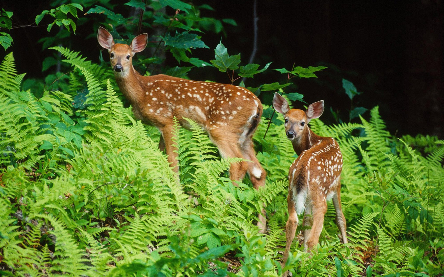 Animal Wallpaper Collection (8) #1 - 1680x1050