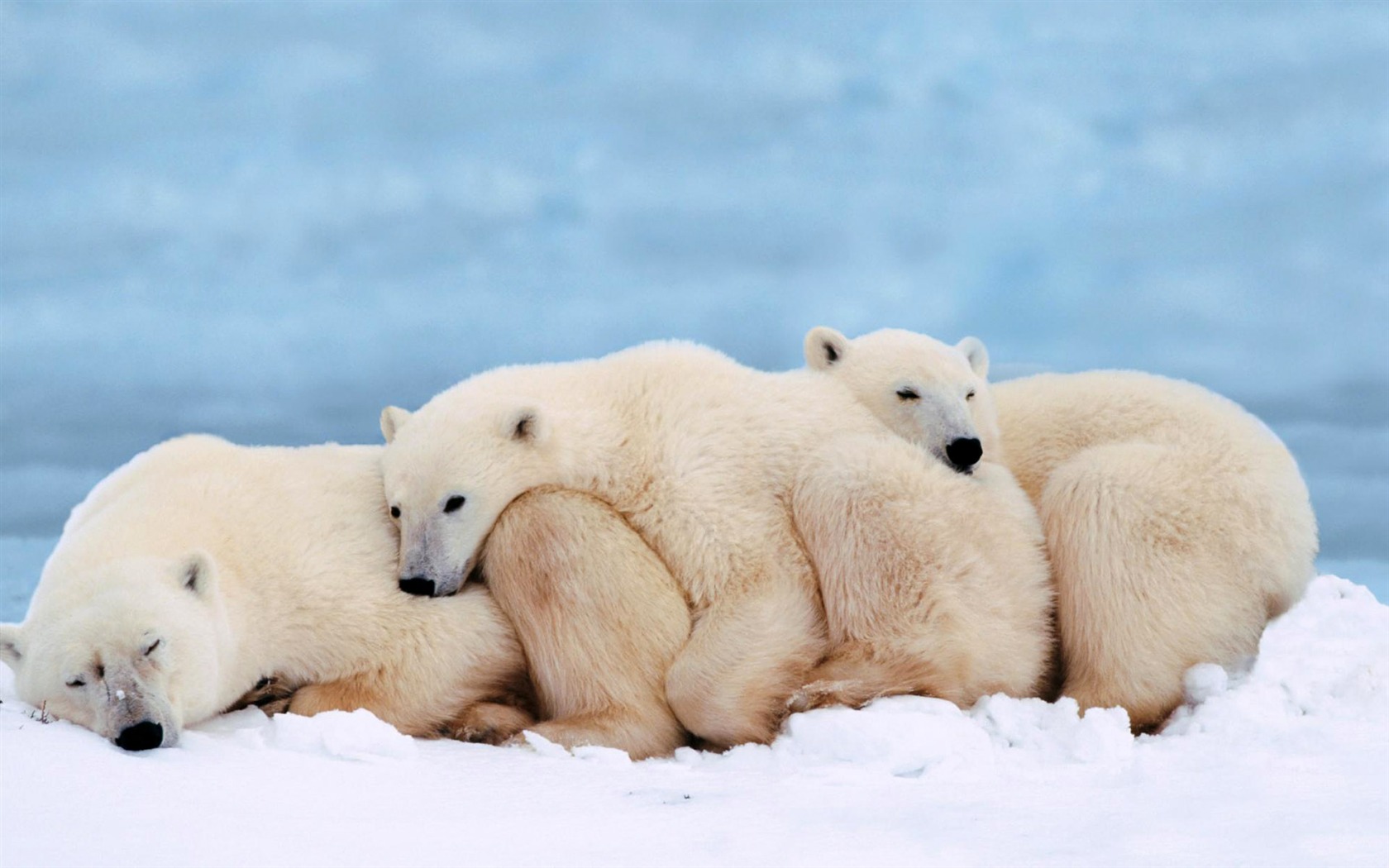Animal Wallpaper Collection (8) #4 - 1680x1050