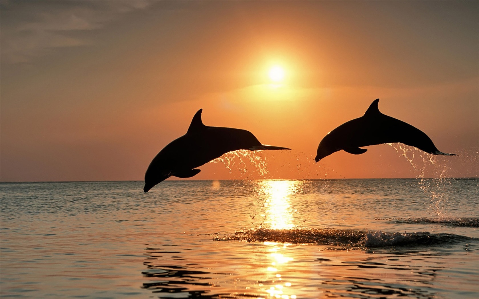 Animal Wallpaper Collection (8) #9 - 1680x1050