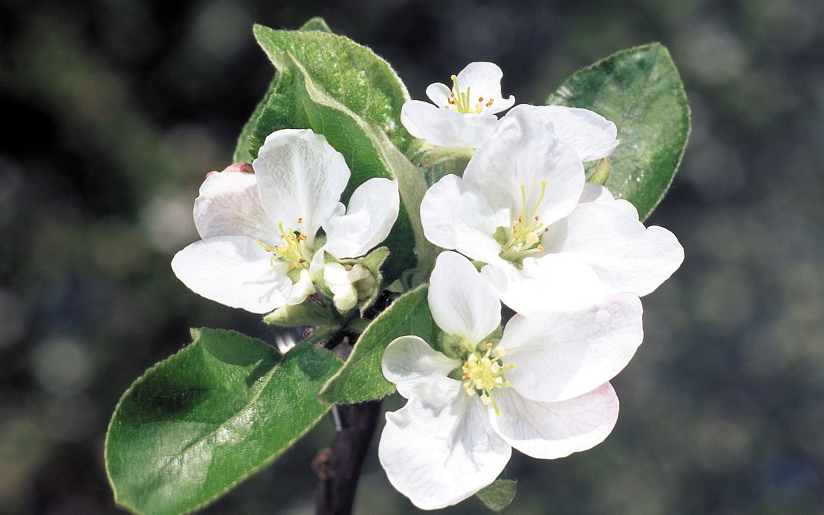 White flowers wallpaper #1 - 1680x1050
