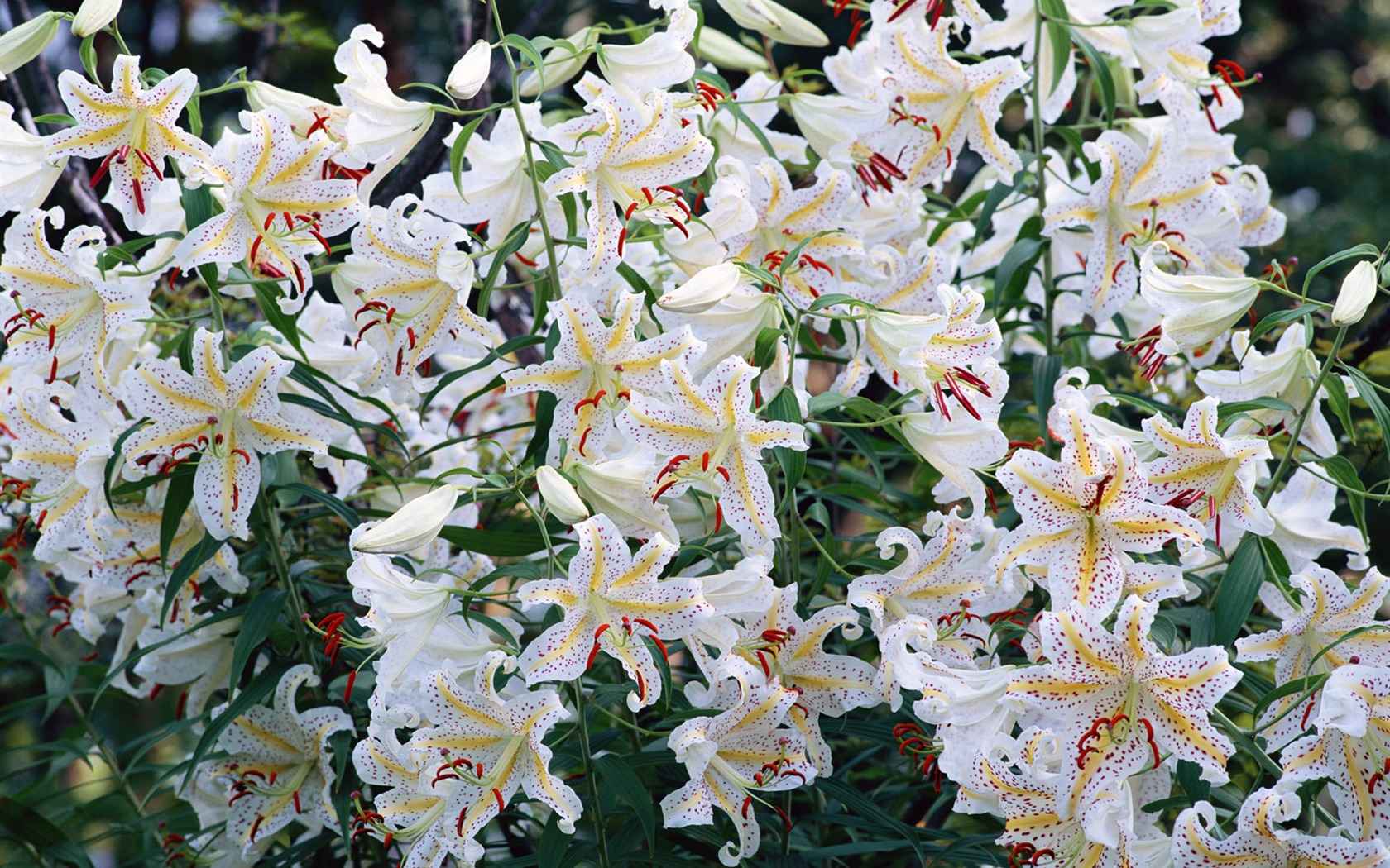 White flowers wallpaper #6 - 1680x1050