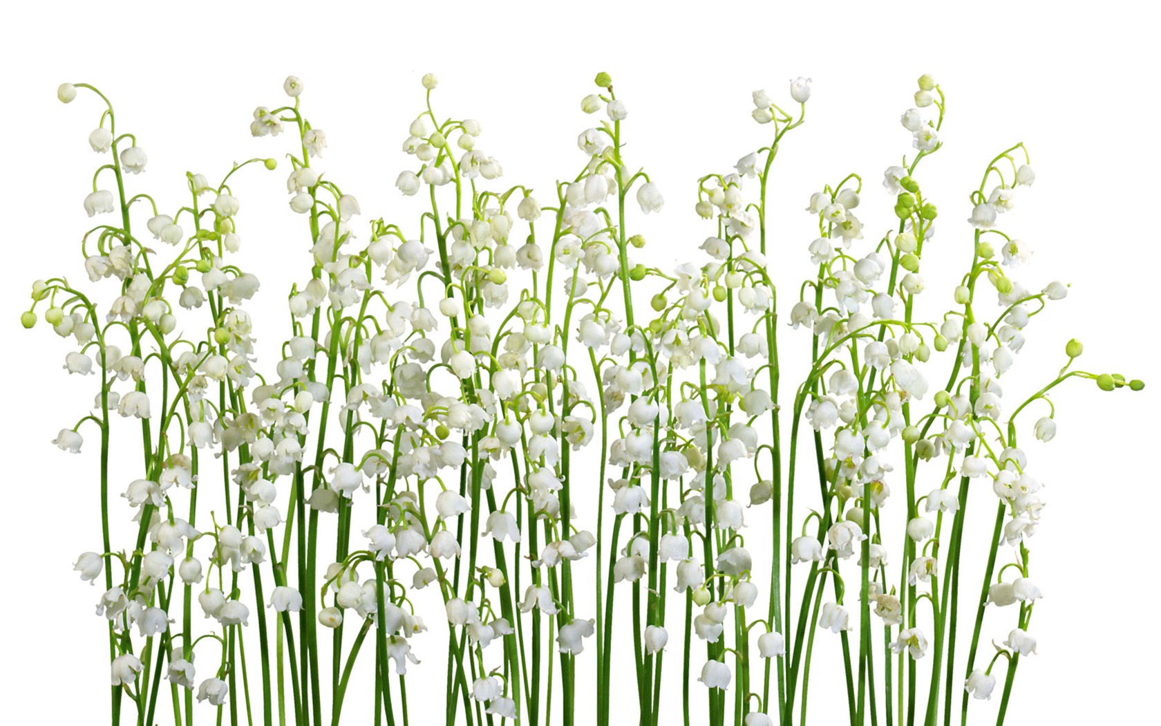 White flowers wallpaper #13 - 1680x1050