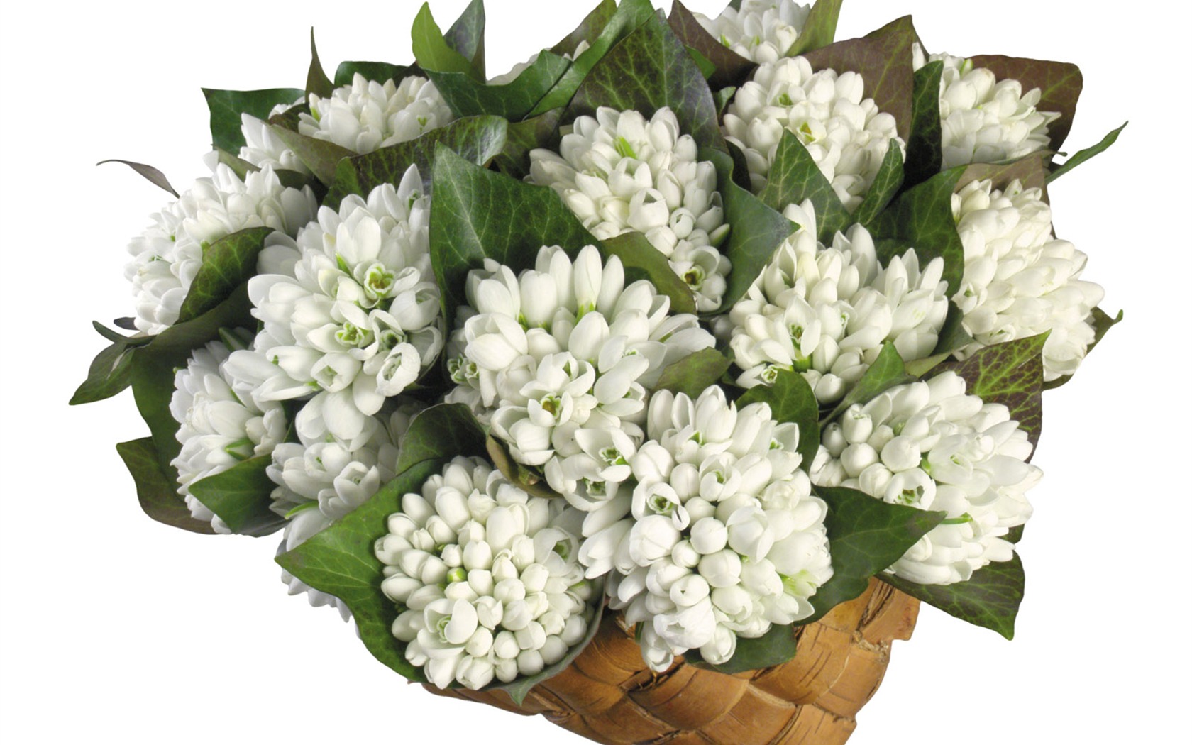 White flowers wallpaper #18 - 1680x1050