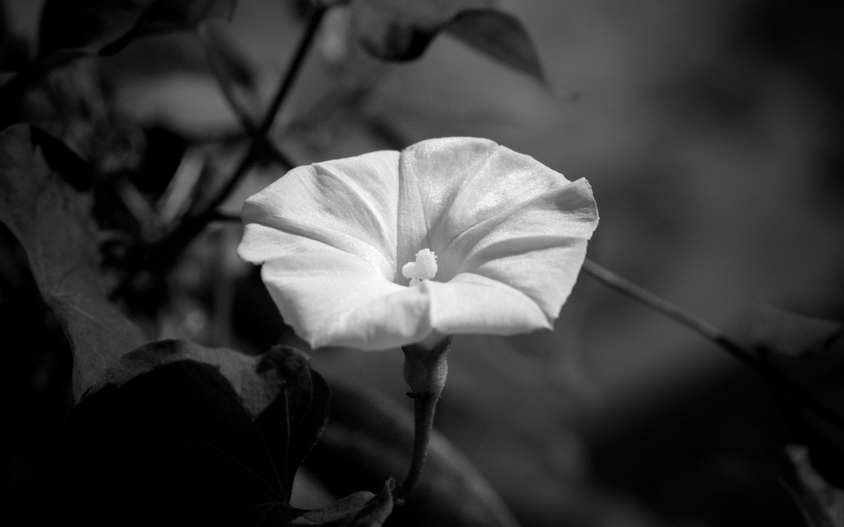 HD Plant Wallpaper #7 - 1680x1050
